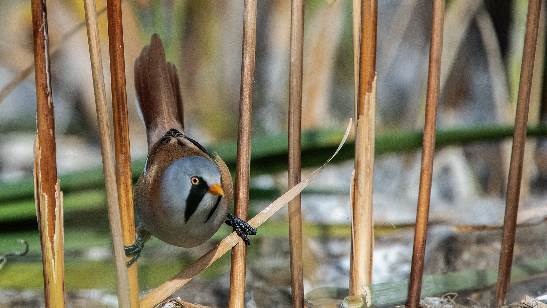 Bearded Reedling — Ana fotoğraf